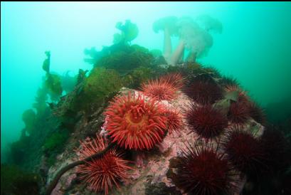 fish-eating anemone