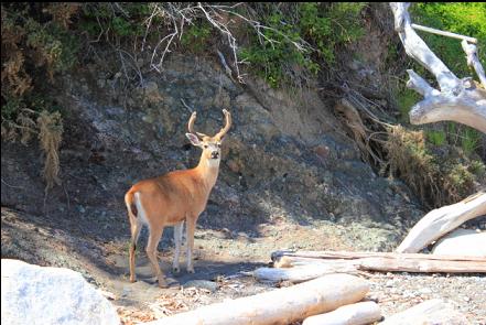 deer on the beach