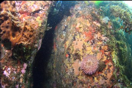 anemone in shallow crack