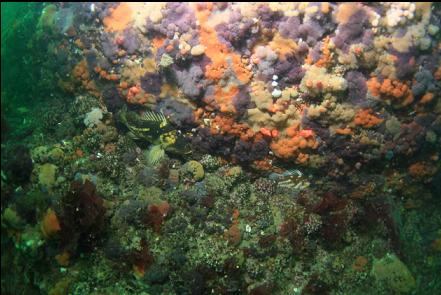 copper rockfish below tunicates