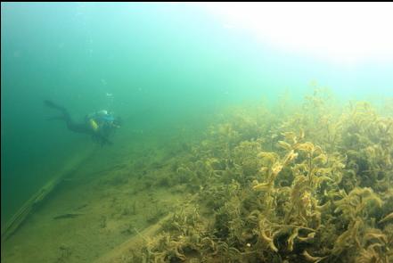 plants in the shallows