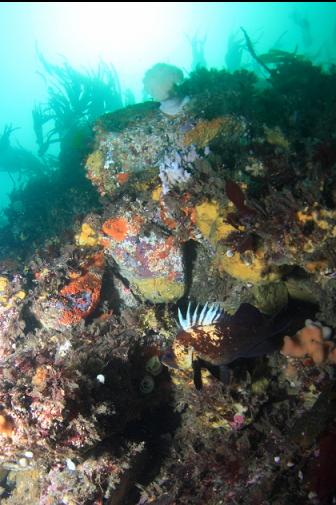 quillback rockfish