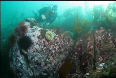 fish-eating anemone and urchins