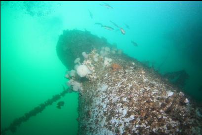 looking up at rockfish