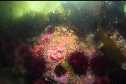 seastar and urchins under the kelp