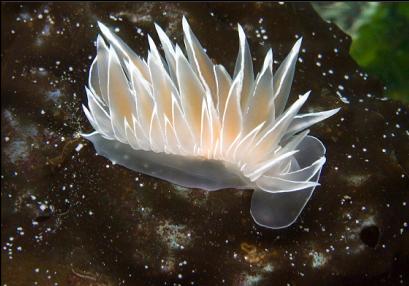 nudibranch