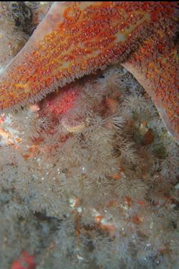 LEATHER STAR AND BRYOZOANS