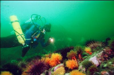 URCHINS AND ORANGE SEA CUCUMBERS