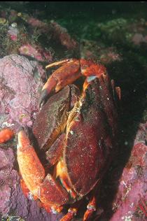 MATING RED ROCK CRABS