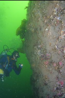 WALL COVERED WITH LIGHTBULB TUNICATES