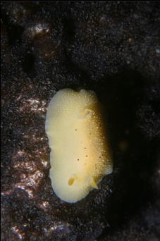 NUDIBRANCH