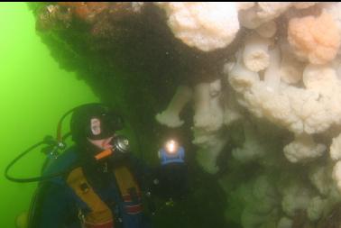 plumose anemones under overhang