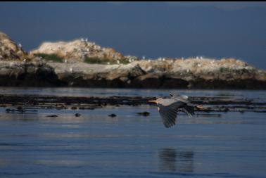 Heron flying by Great Chain Island