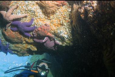 seastars under overhang