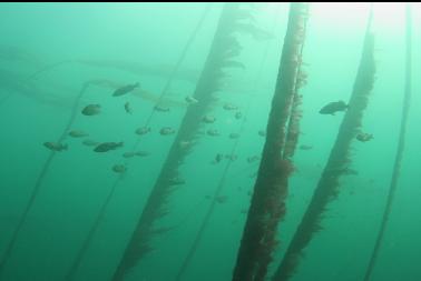 rockfish in kelp