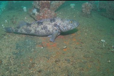 lingcod on deck