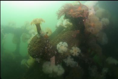 bollards on wreck