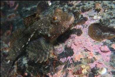 sculpin