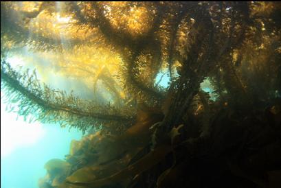 feather boa kelp