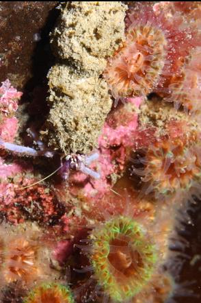 hermit crab and cup corals