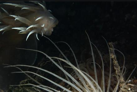 hunting nudibranch