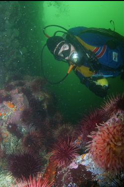 ANEMONE AND URCHINS AT BASE OF SMALL WALL