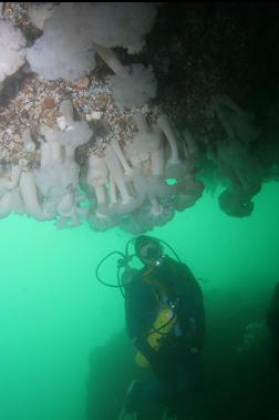 ANEMONES ON OVERHANG