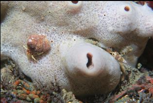 HERMIT CRAB ON SPONGE