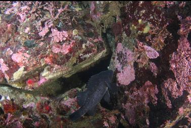 black rockfish