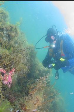 seastar in shallows