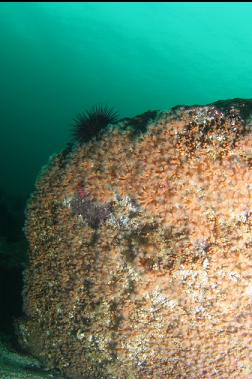 zoanthid-covered boulder on top of reef