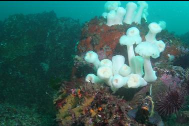 quillback rockfish and plumose anemones