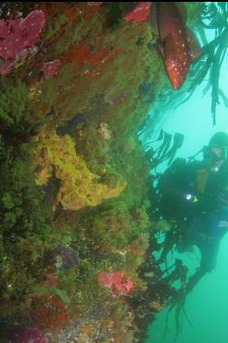 kelp greenling in shallows