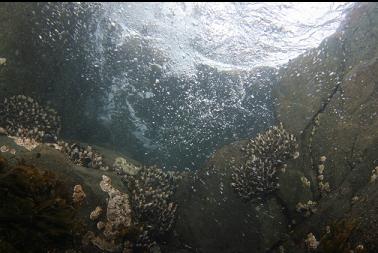 barnacles near surface
