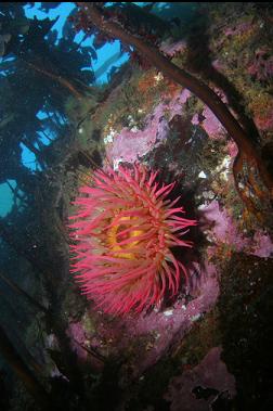 fish-eating anemone