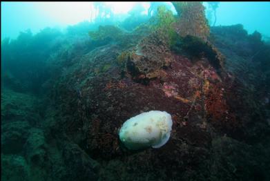 nudibranch