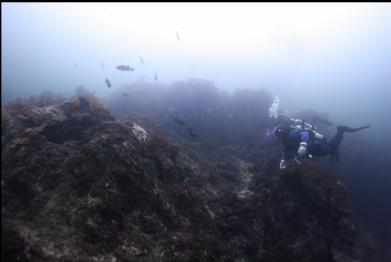 no strobe, white-balanced photo of black rockfish