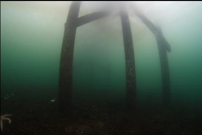 under part of dock near shore