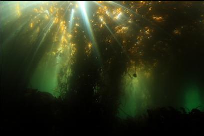 under the kelp