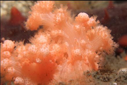 soft coral