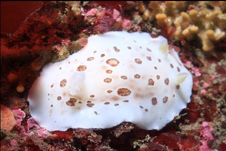 nudibranch