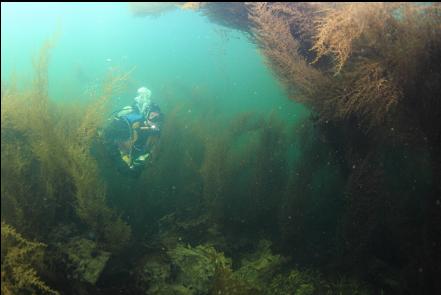 sargassum