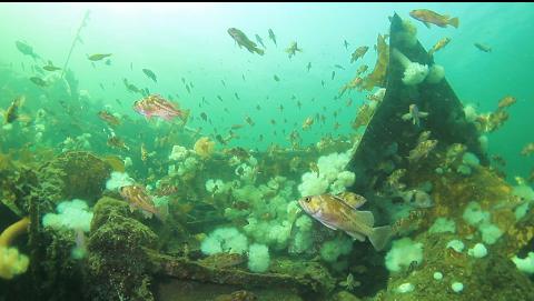 copper rockfish over the wreck