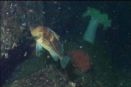 gorgonian coral behind a quillback rockfish