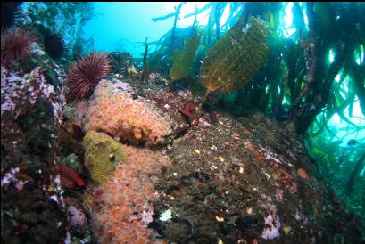 strawberry anemones