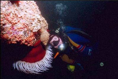 FISH-EATING ANEMONE