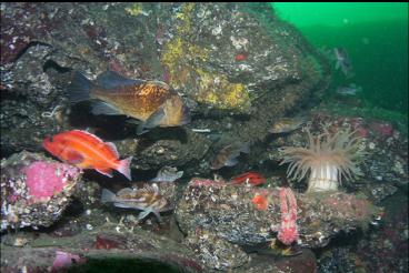 ANEMONE AND ROCKFISH