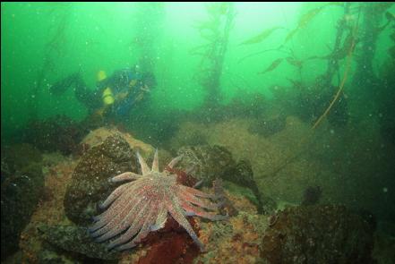 sunflower star and stirred-up silt