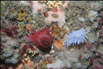 NUDIBRANCH AND ANEMONE