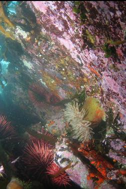 painted anemone in shallows